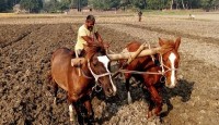 নওগাঁয় জনপ্রিয় হচ্ছে ঘোড়া দিয়ে হালচাষ